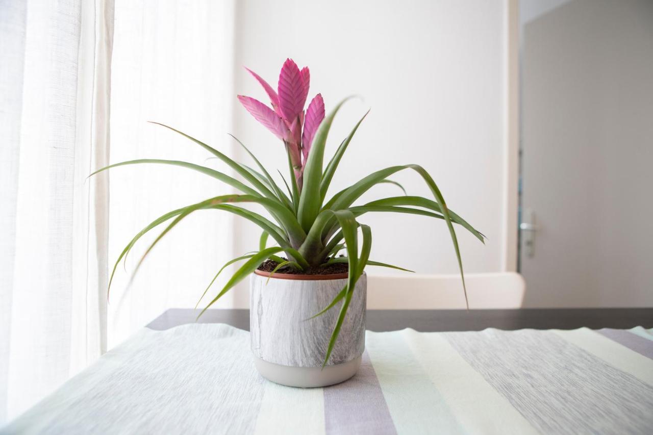 Casa Del Sole Apartment Локарно Екстериор снимка